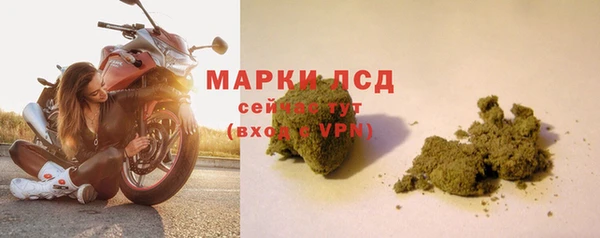прущие грибы Коряжма