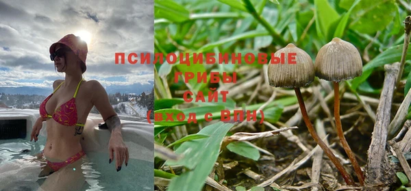прущие грибы Коряжма